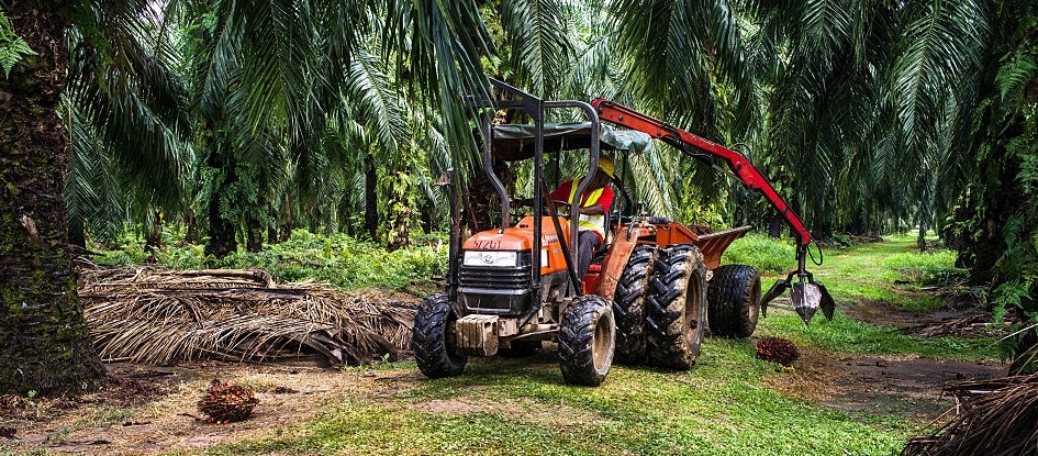 penerapan k3 di perkebunan kelapa sawit